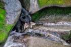 Black Bear-Salmon run-Anan Creek Wrangell-Alaska-USA Art Print